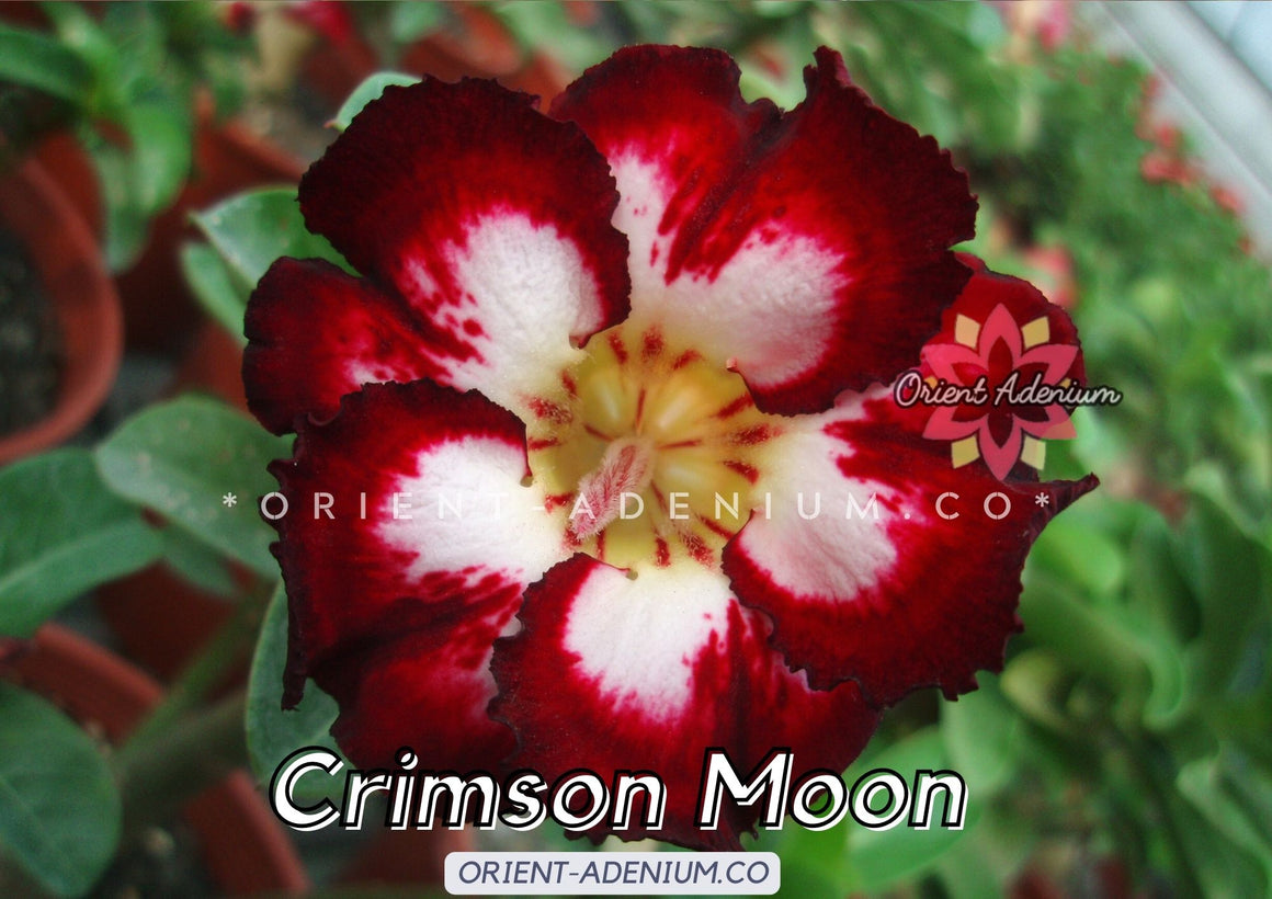 Adenium obesum Crimson Moon seeds
