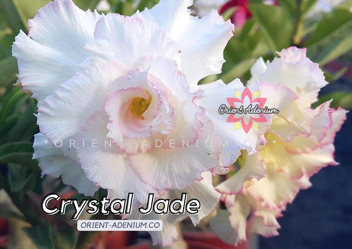 Adenium obesum Crystal Jade seeds
