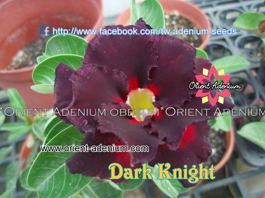 Adenium obesum Dark Knight Grafted plant