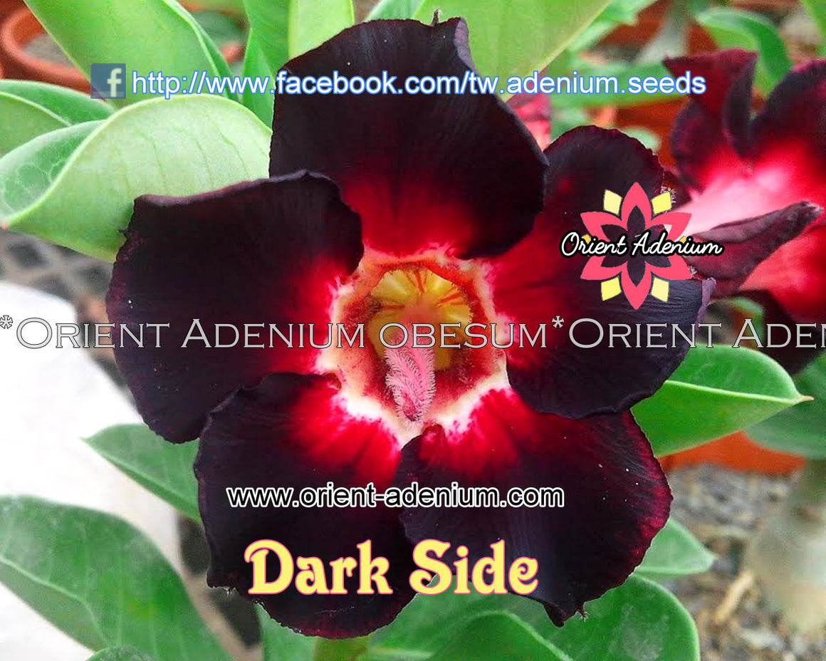 Adenium obesum Dark Side Grafted plant
