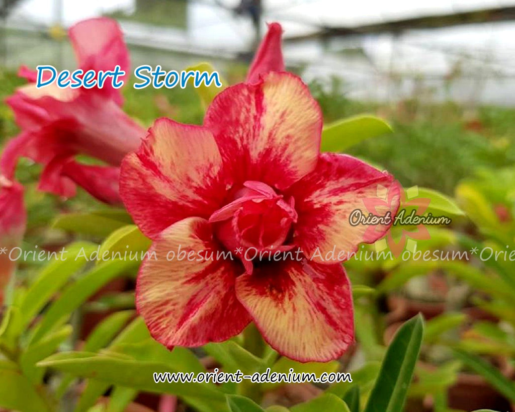 Adenium obesum Desert Storm Grafted plant