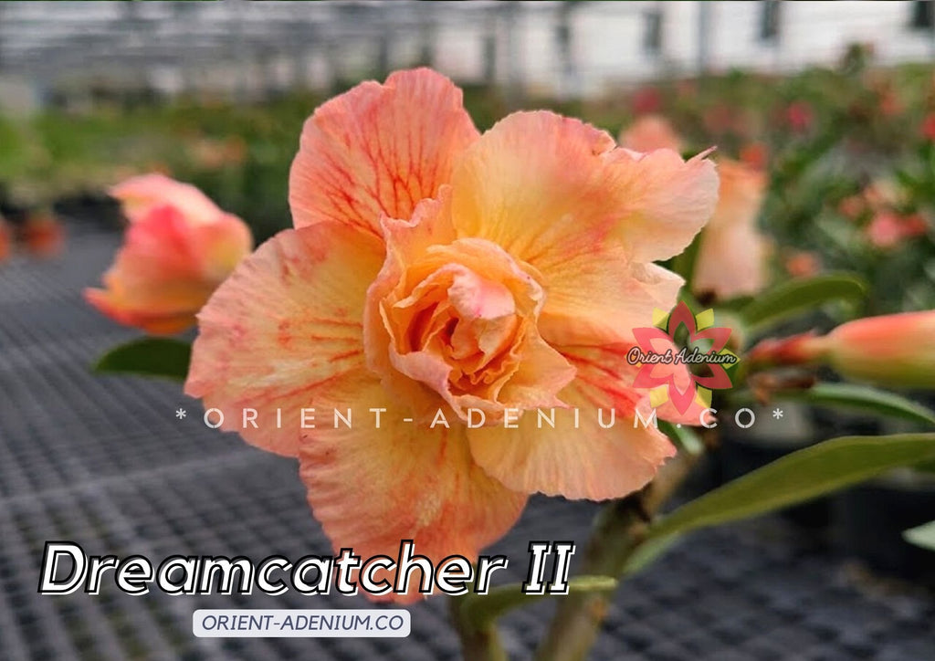 Adenium obesum Dreamcatcher II Grafted plant