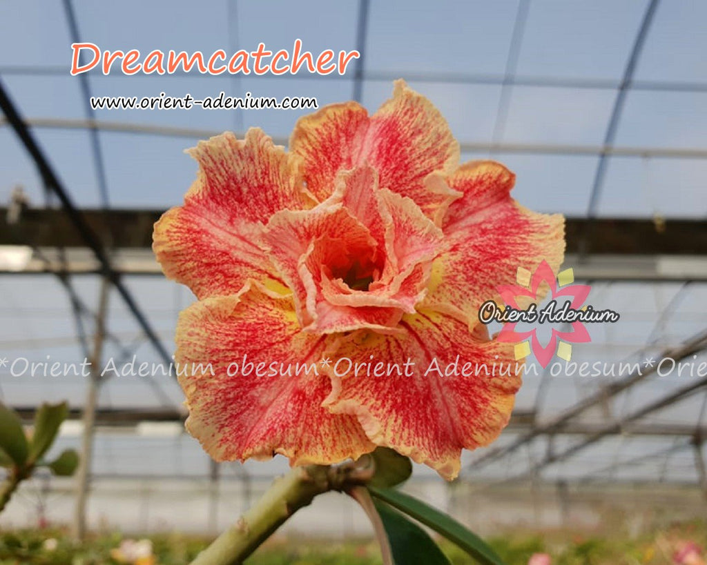 Adenium obesum Dreamcatcher Grafted plant