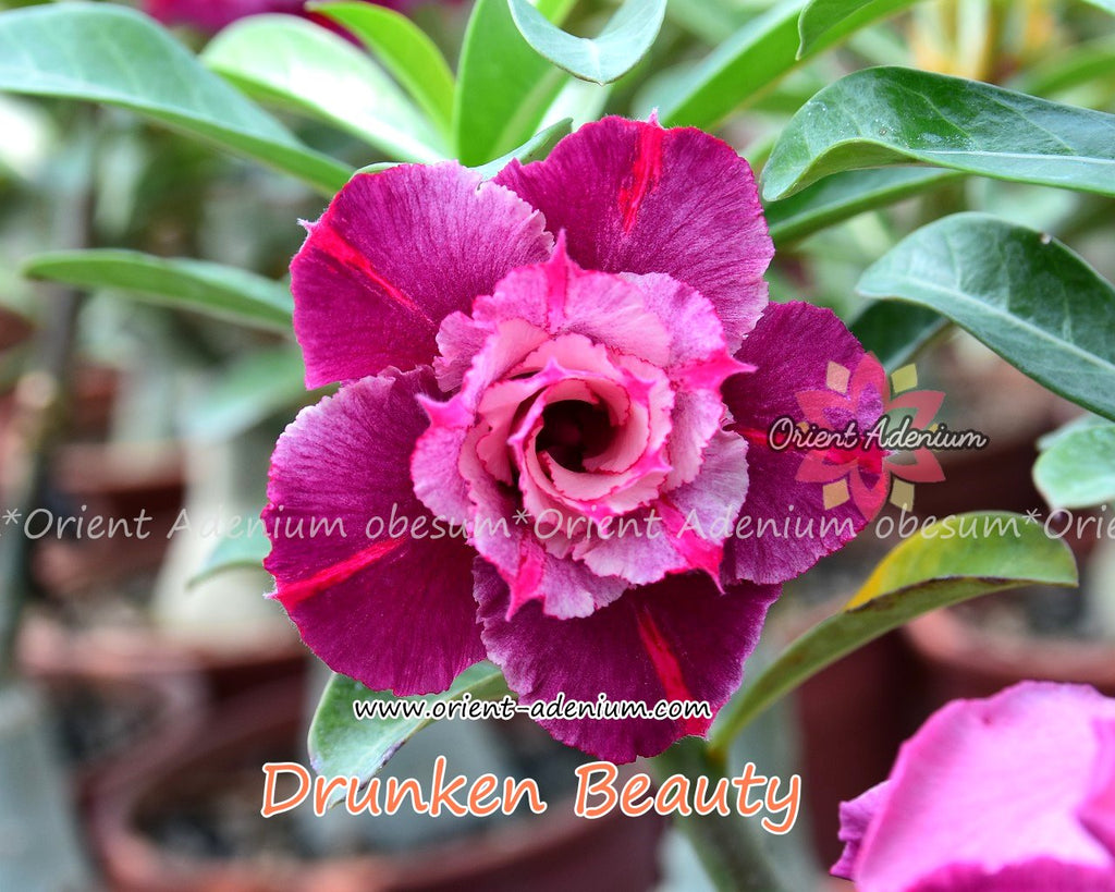 Adenium obesum Drunken Beauty Grafted plant