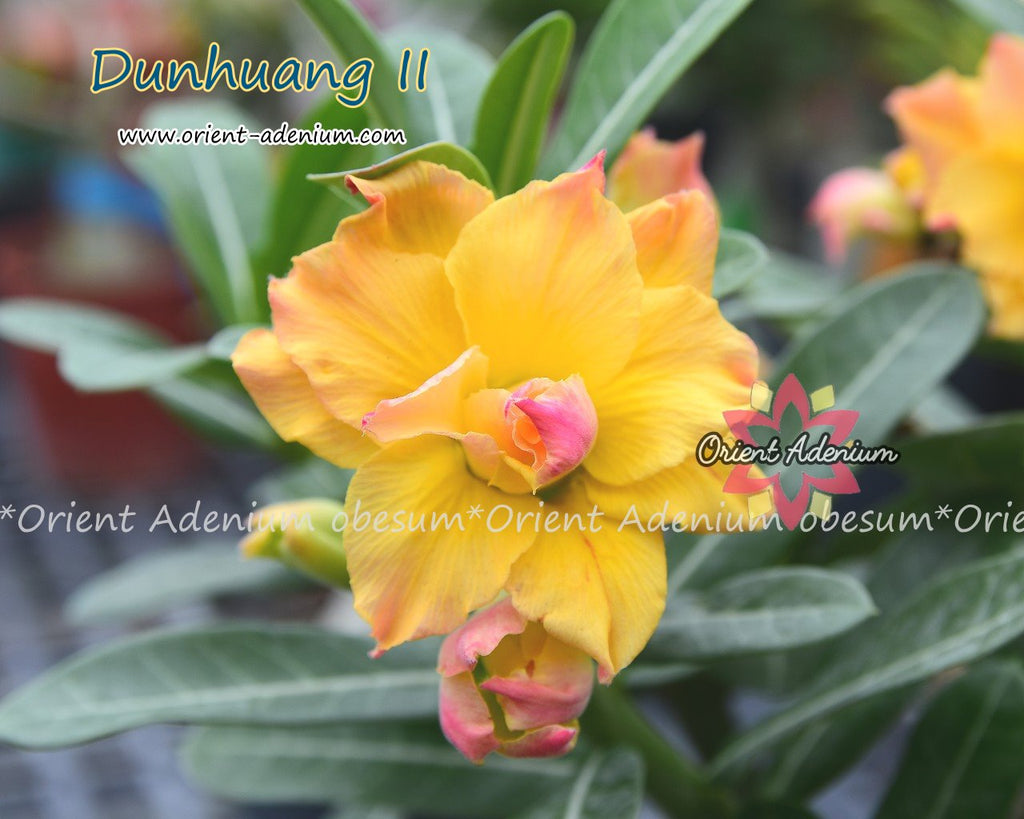 Adenium obesum Dunhuang II Grafted plant