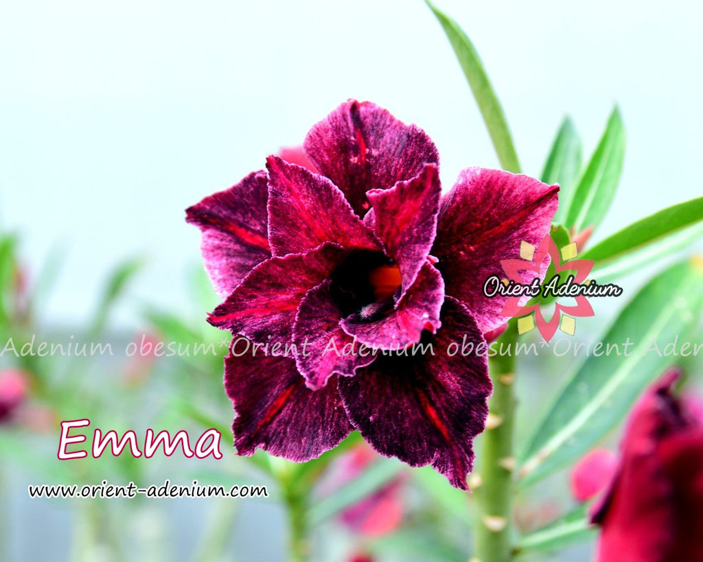 Adenium obesum Emma seeds