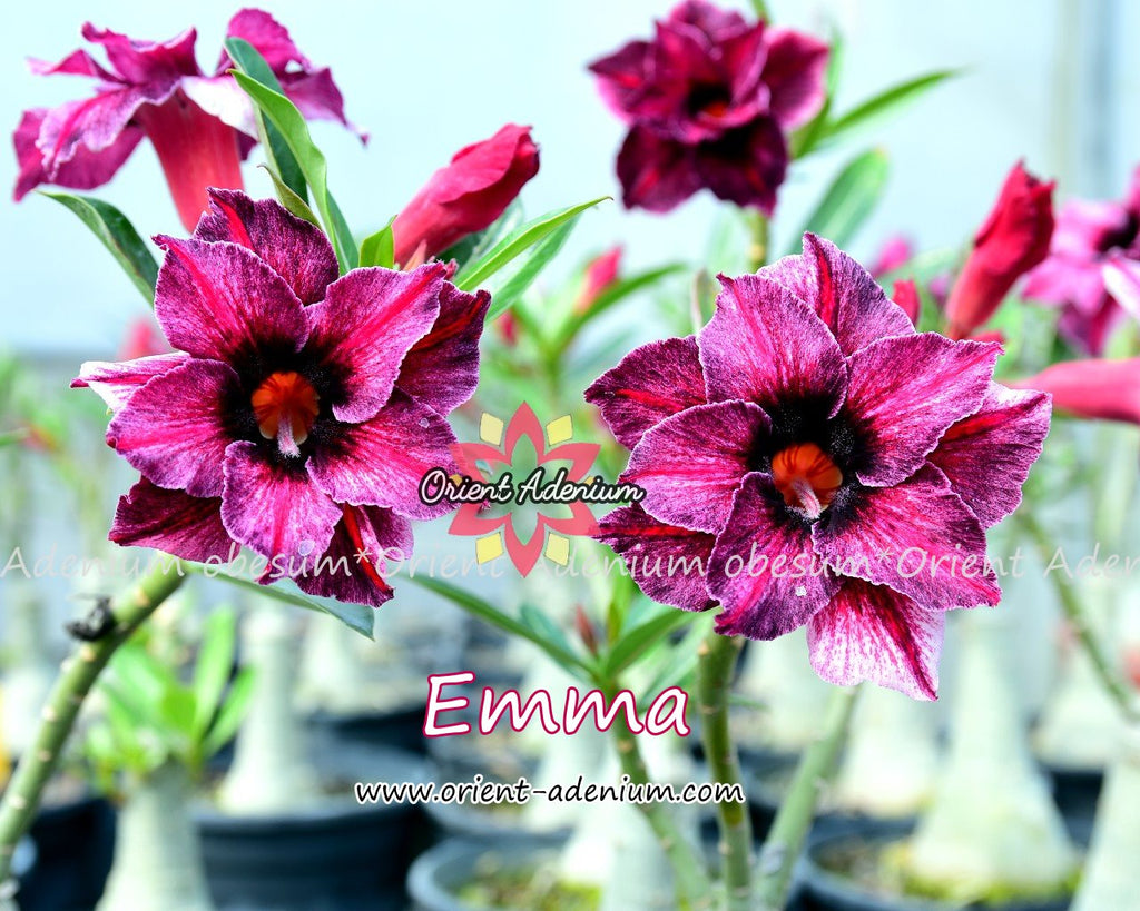 Adenium obesum Emma seeds