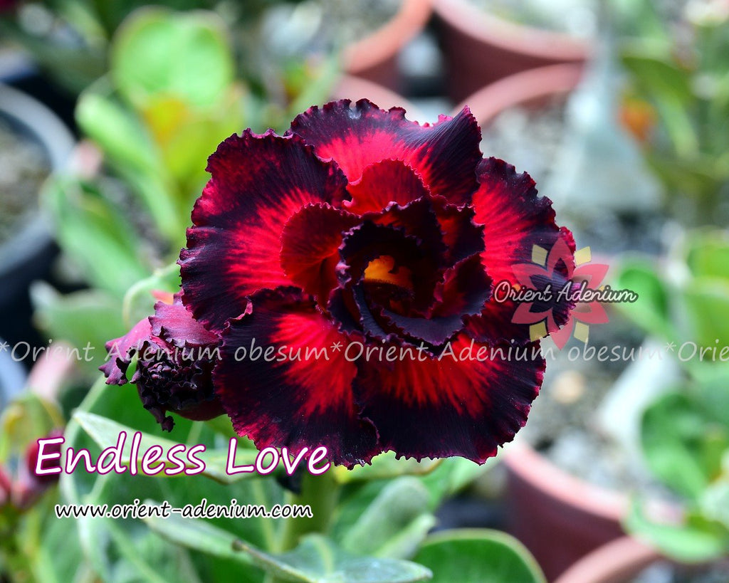 Adenium obesum Endless Love Grafted plant