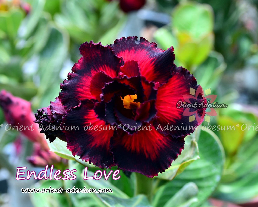 Adenium obesum Endless Love seeds