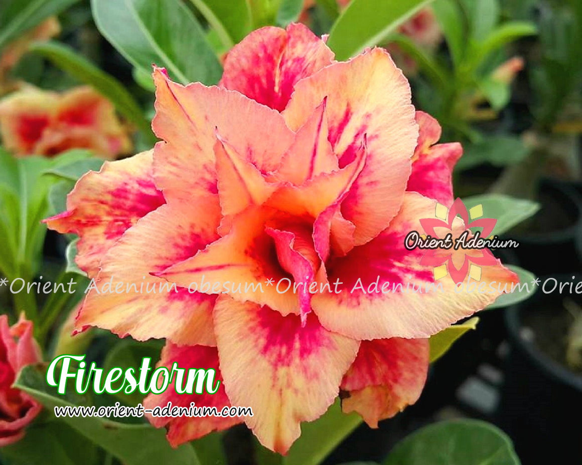Adenium obesum Firestorm Grafted plant
