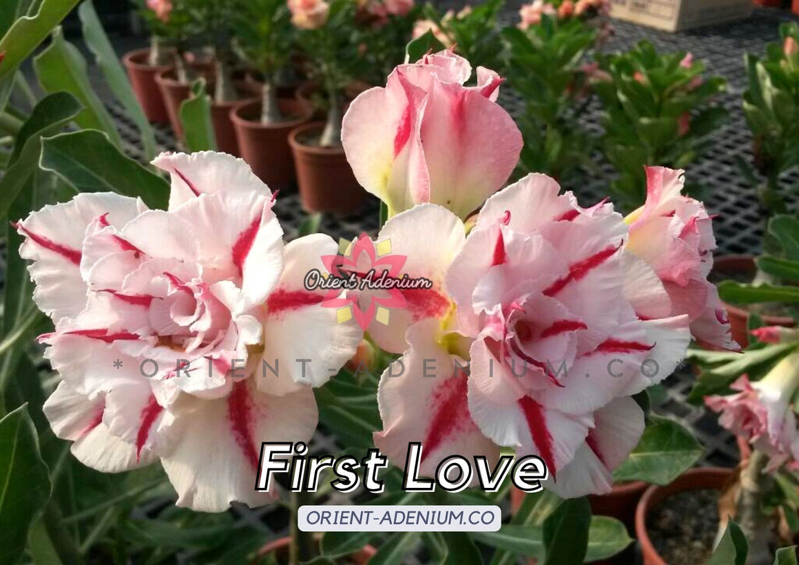 Adenium obesum First Love Grafted plant