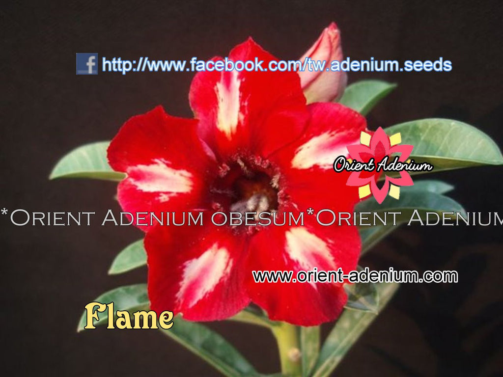 Adenium obesum Flame Grafted plant