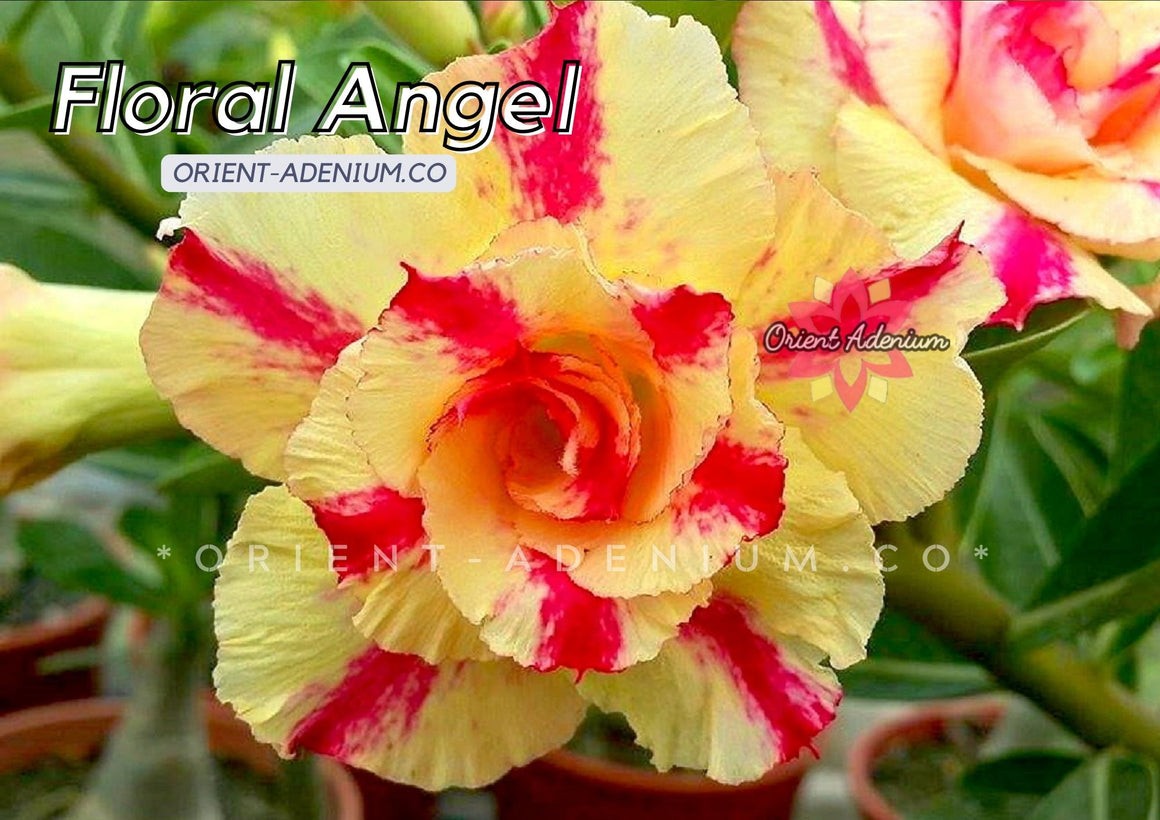 Adenium obesum Floral Angel Grafted plant