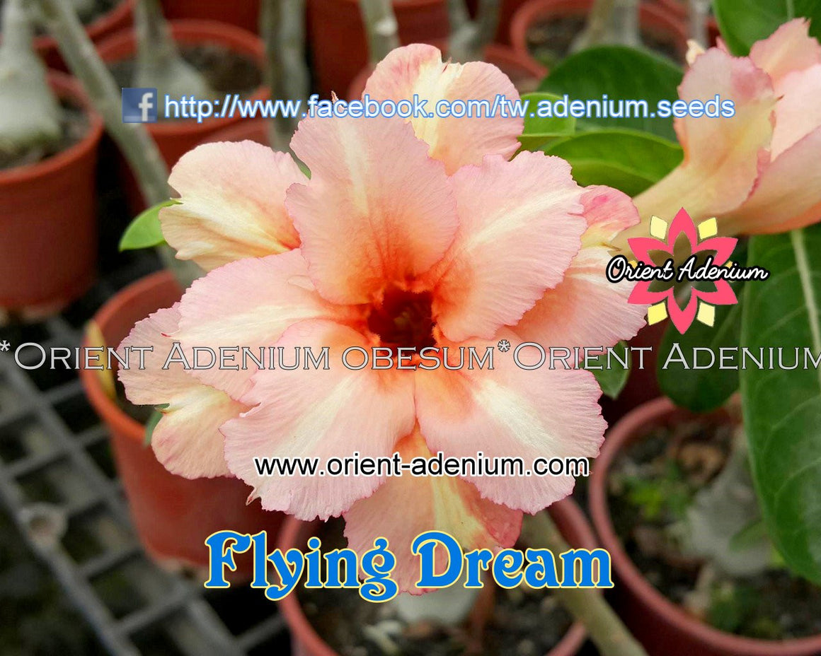 Adenium obesum Flying Dream Grafted plant