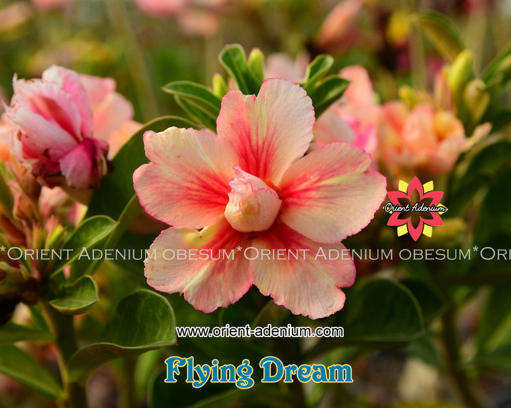 Adenium obesum Flying Dream Grafted plant