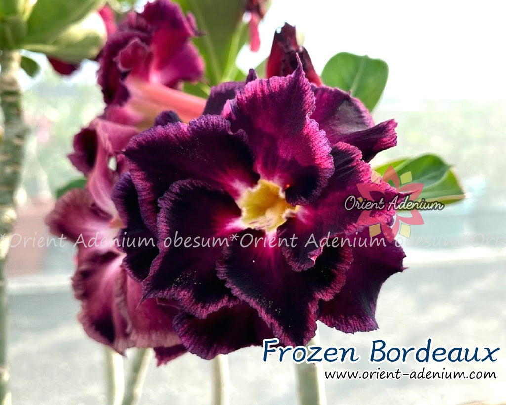 Adenium obesum Frozen Bordeaux Grafted plant