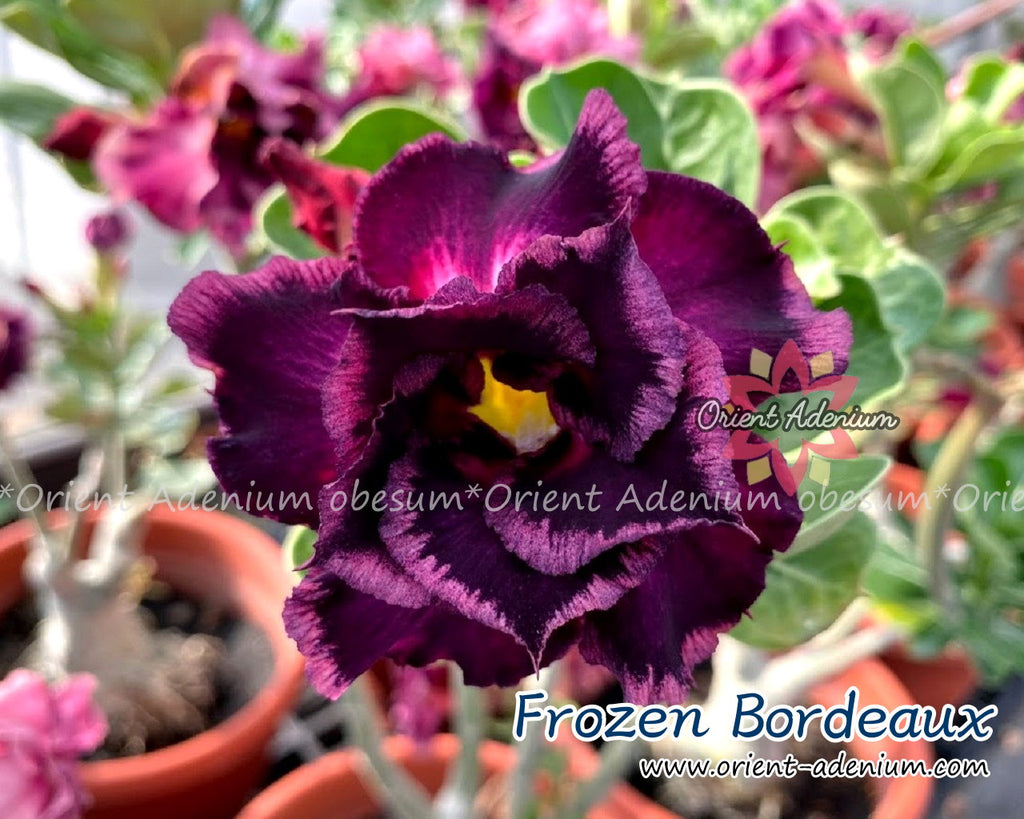 Adenium obesum Frozen Bordeaux Grafted plant