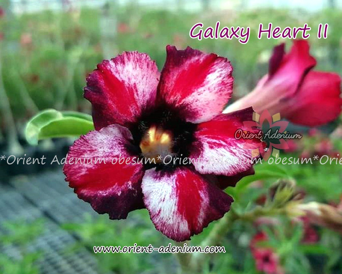 Adenium obesum Galaxy Heart II Grafted plant