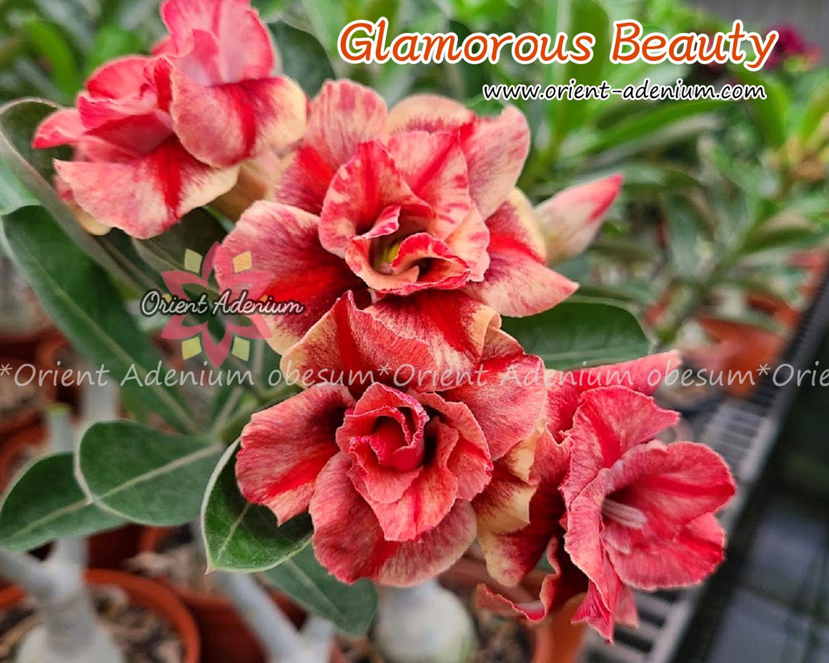 Adenium obesum Glamorous Beauty Grafted plant