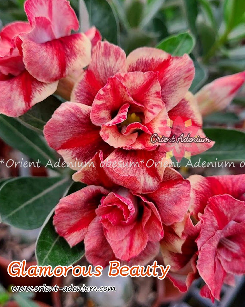Adenium obesum Glamorous Beauty Grafted plant