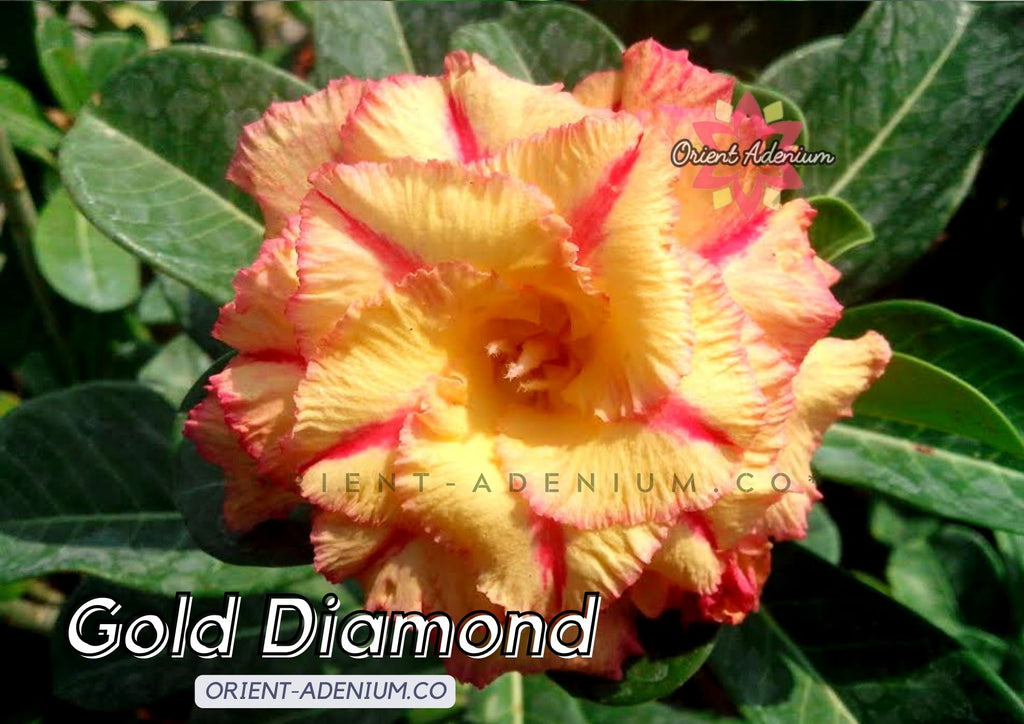 Adenium obesum Gold Diamond Grafted plant
