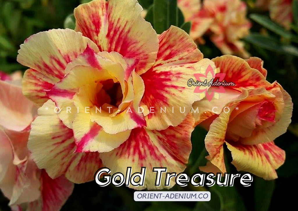 Adenium obesum Gold Treasure seeds