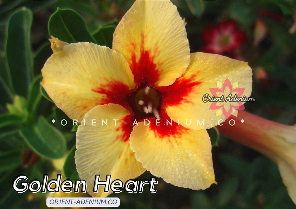 Adenium obesum Golden Heart Grafted plant