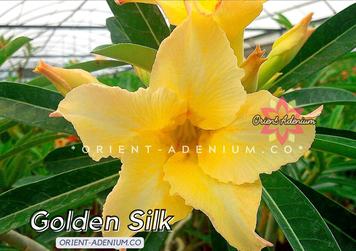 Adenium obesum Golden Silk seeds