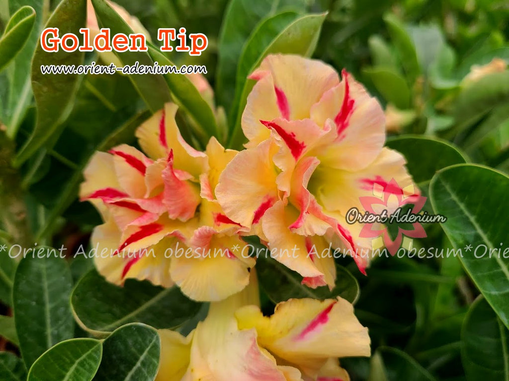 Adenium obesum Golden Tip seeds