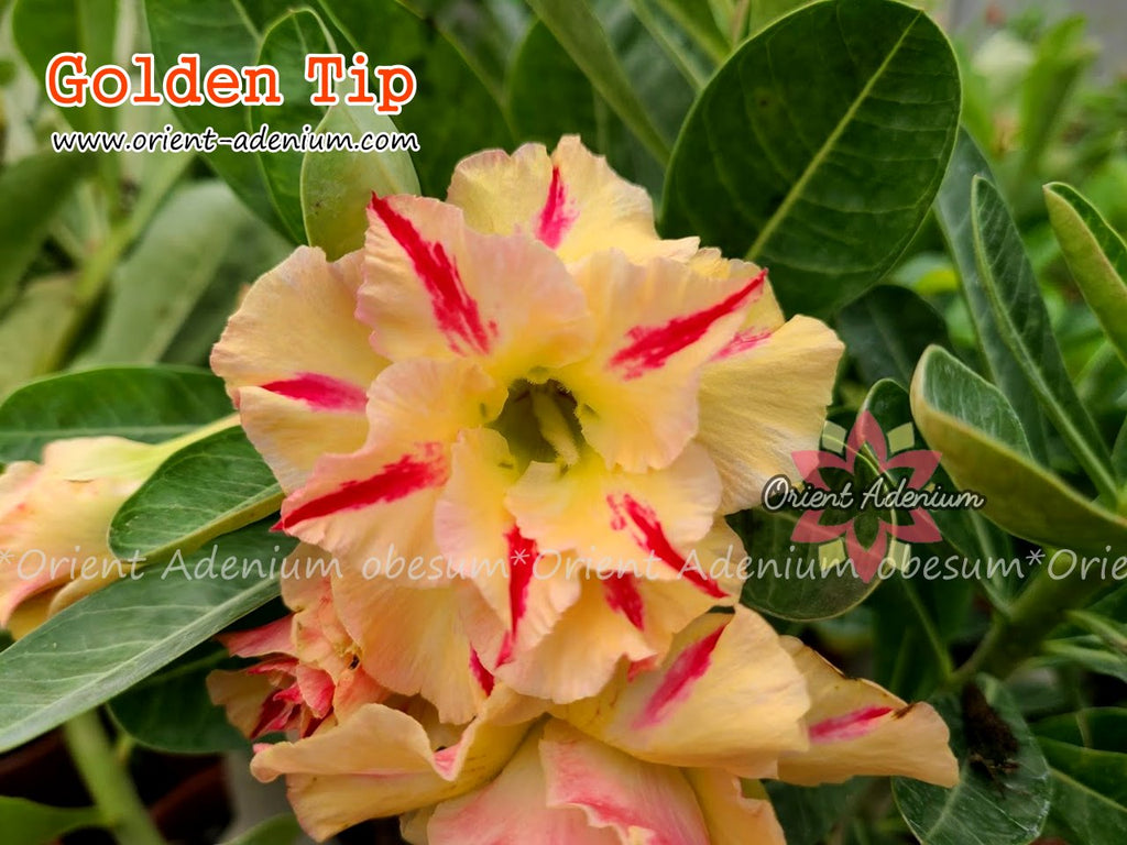 Adenium obesum Golden Tip Grafted plant