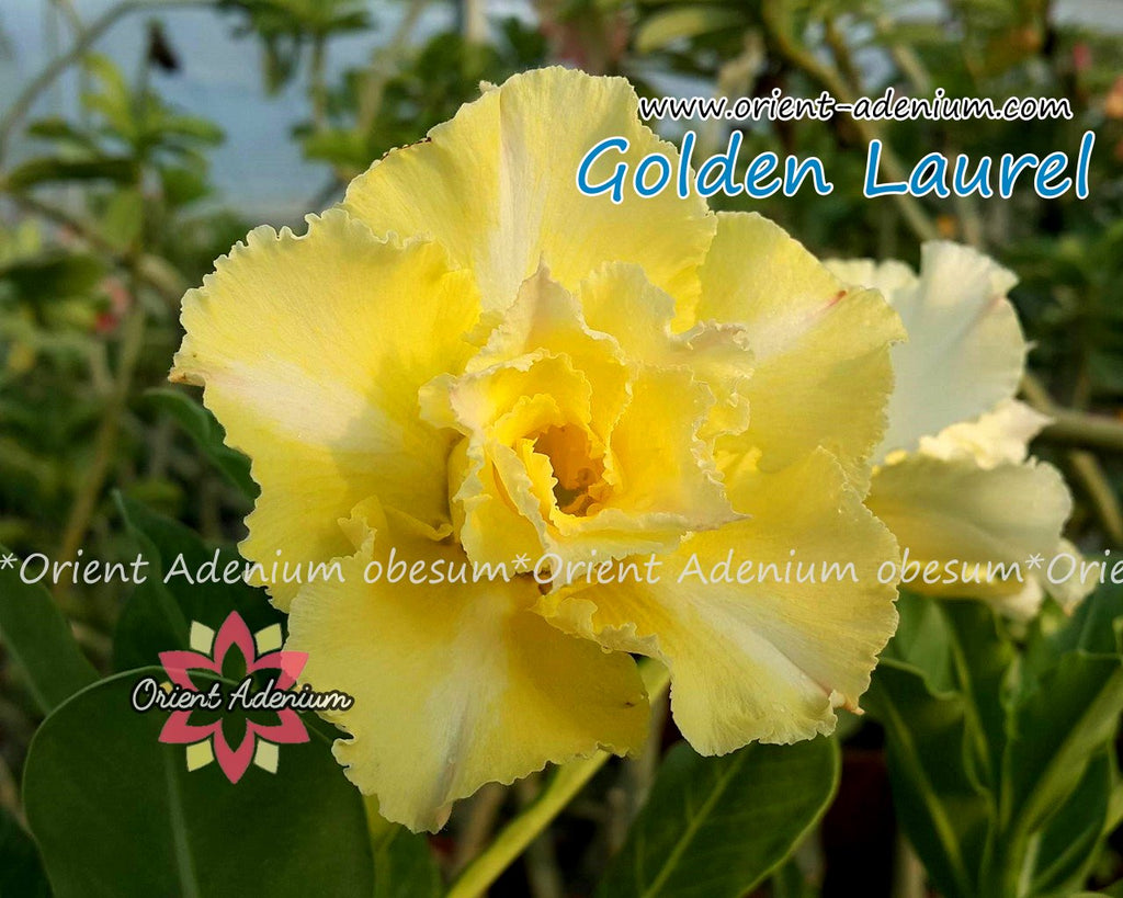 Adenium obesum Golden Laurel seeds