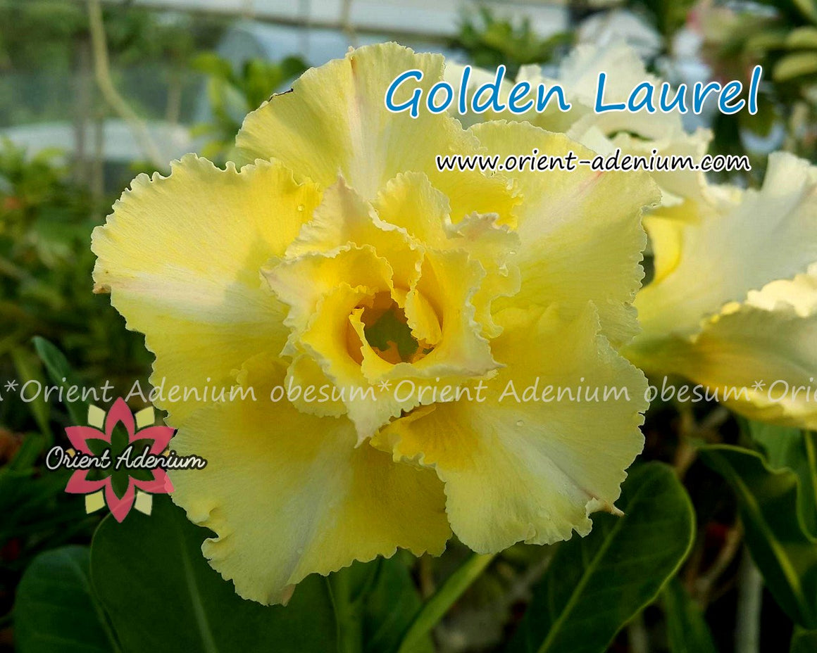 Adenium obesum Golden Laurel seeds