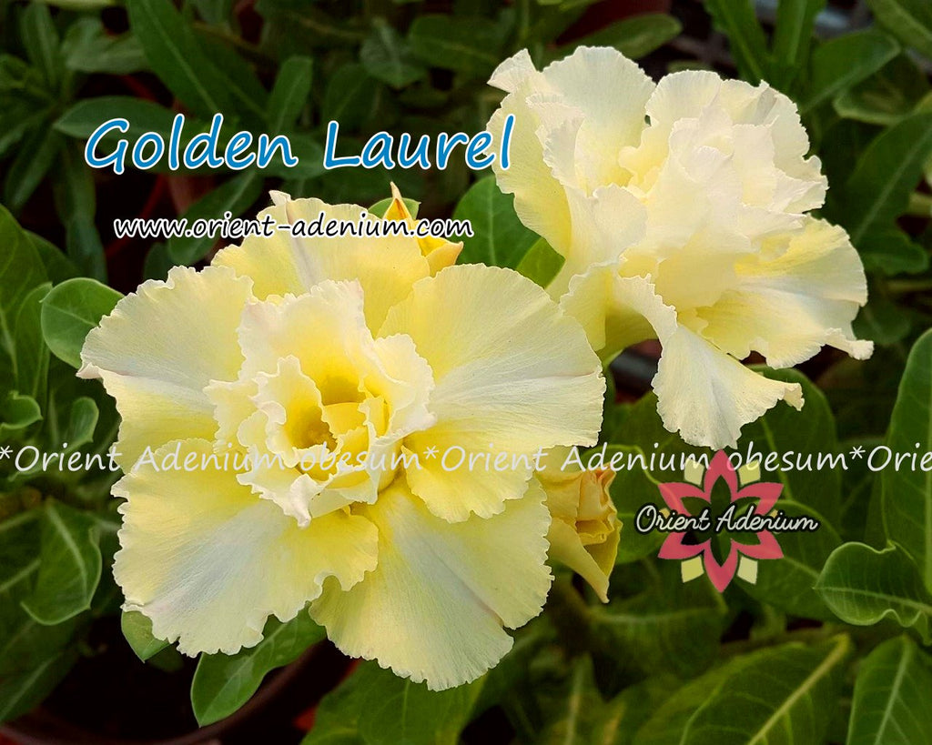 Adenium obesum Golden Laurel seeds