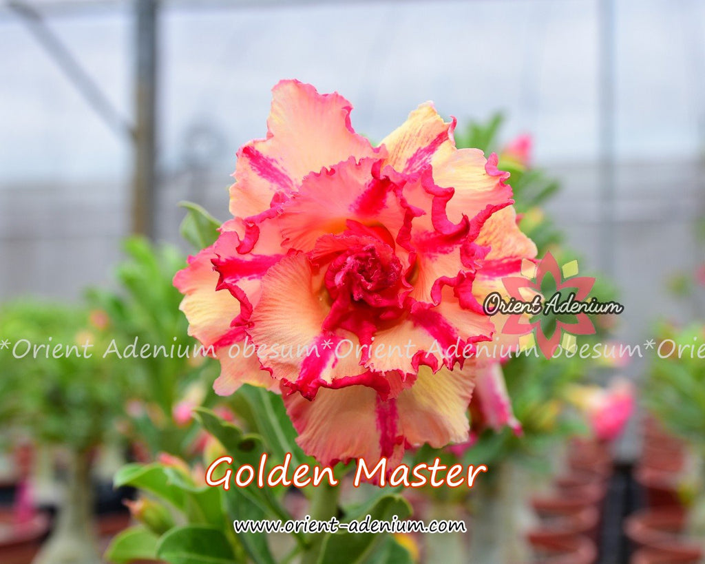 Adenium obesum Golden Master seeds