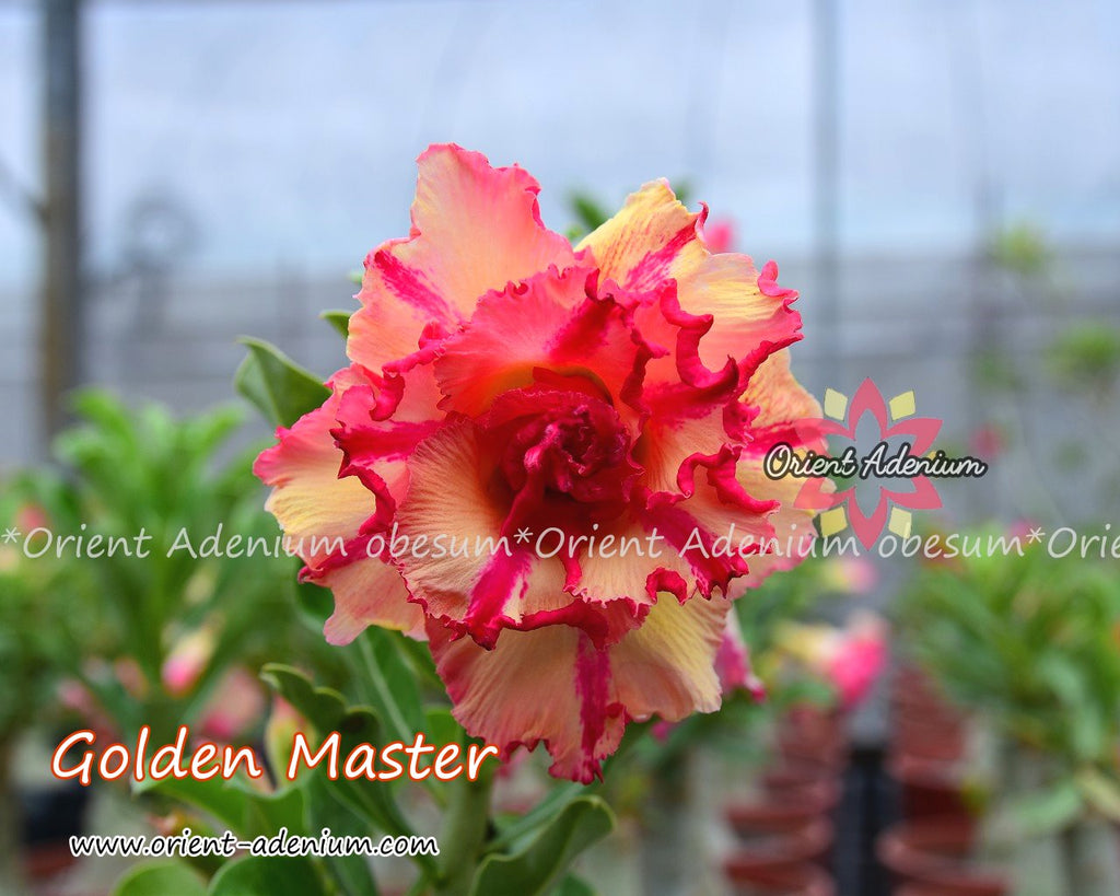 Adenium obesum Golden Master Grafted plant