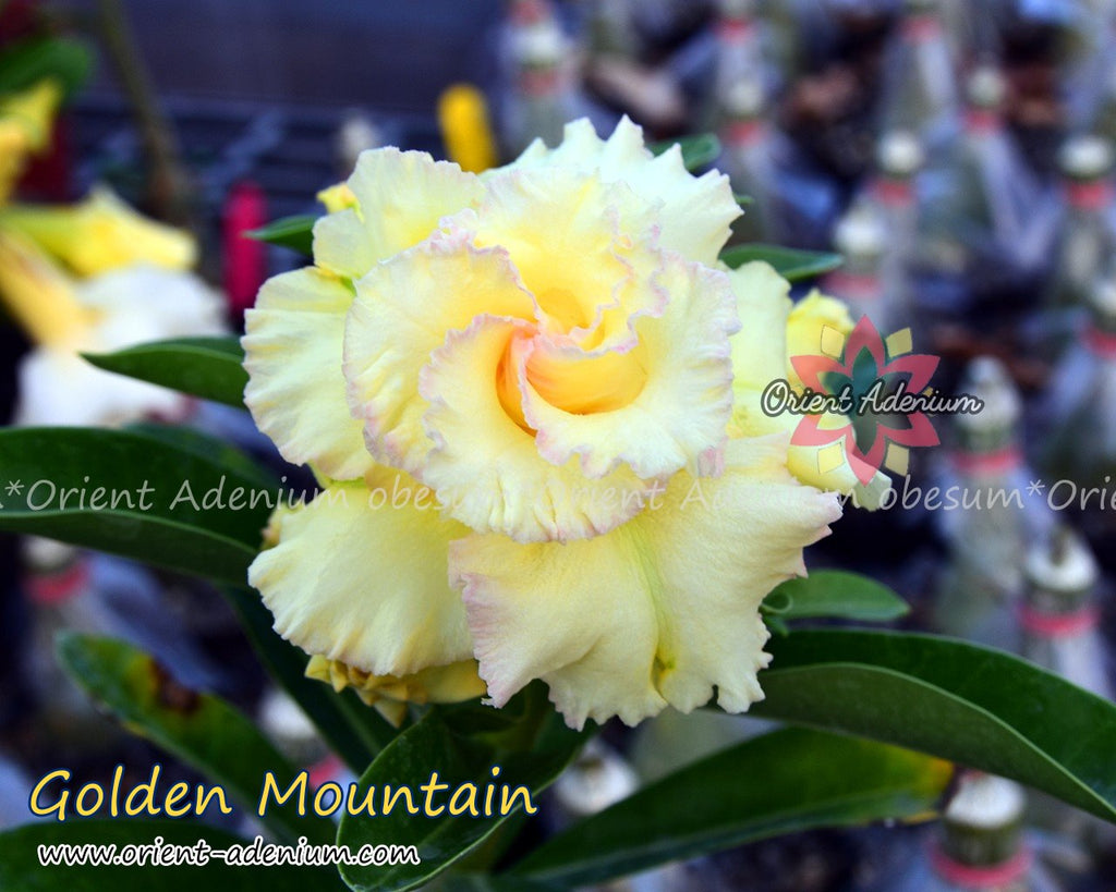 Adenium obesum Golden Mountain Grafted plant