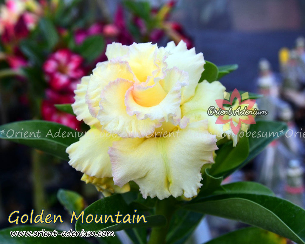 Adenium obesum Golden Mountain seeds
