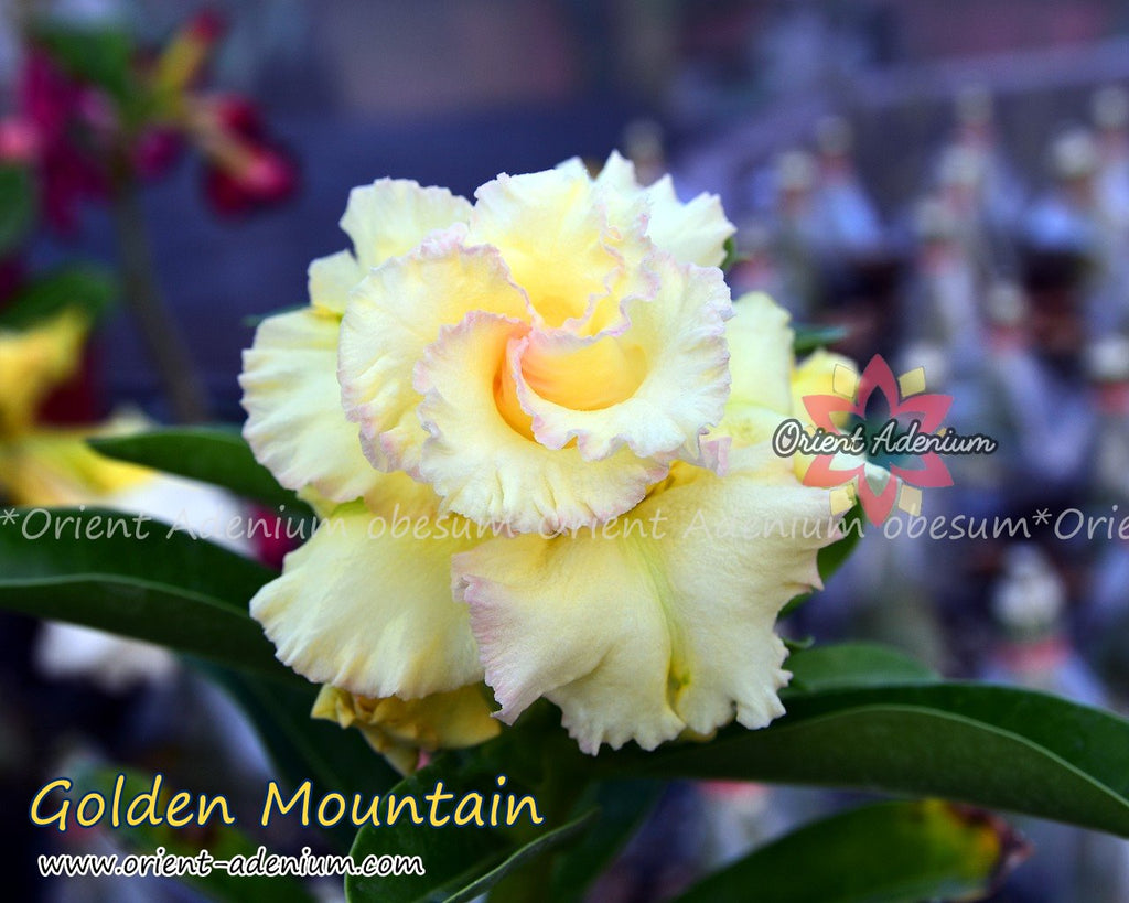 Adenium obesum Golden Mountain Grafted plant