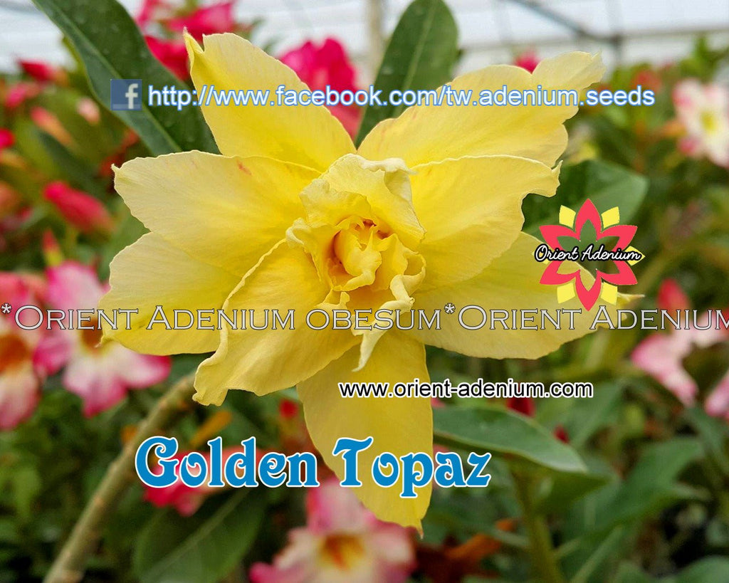 Adenium obesum Golden Topaz Grafted plant