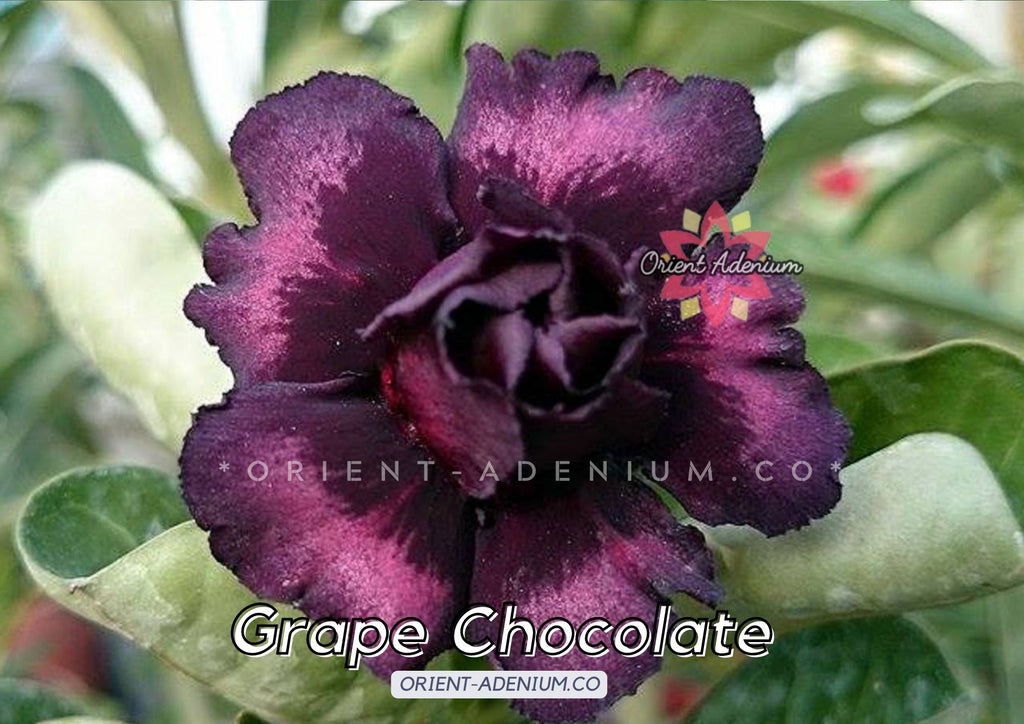 Adenium obesum Grape Chocolate Grafted plant