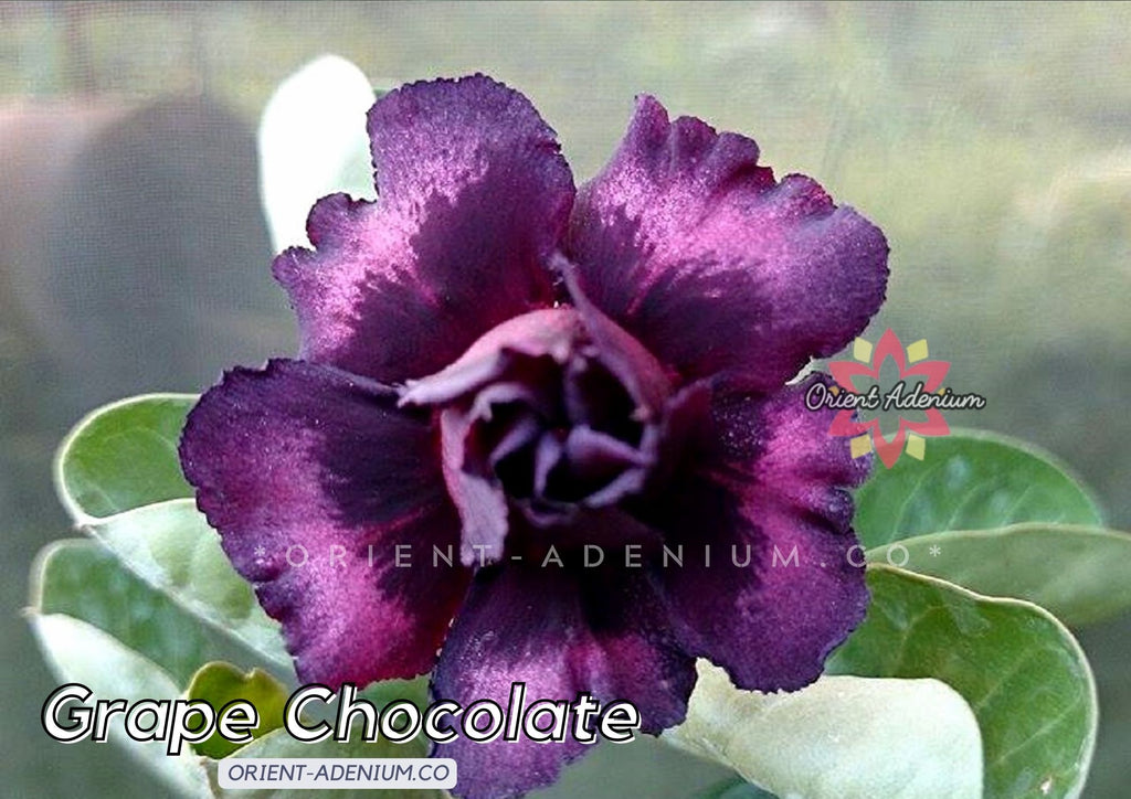 Adenium obesum Grape Chocolate Grafted plant