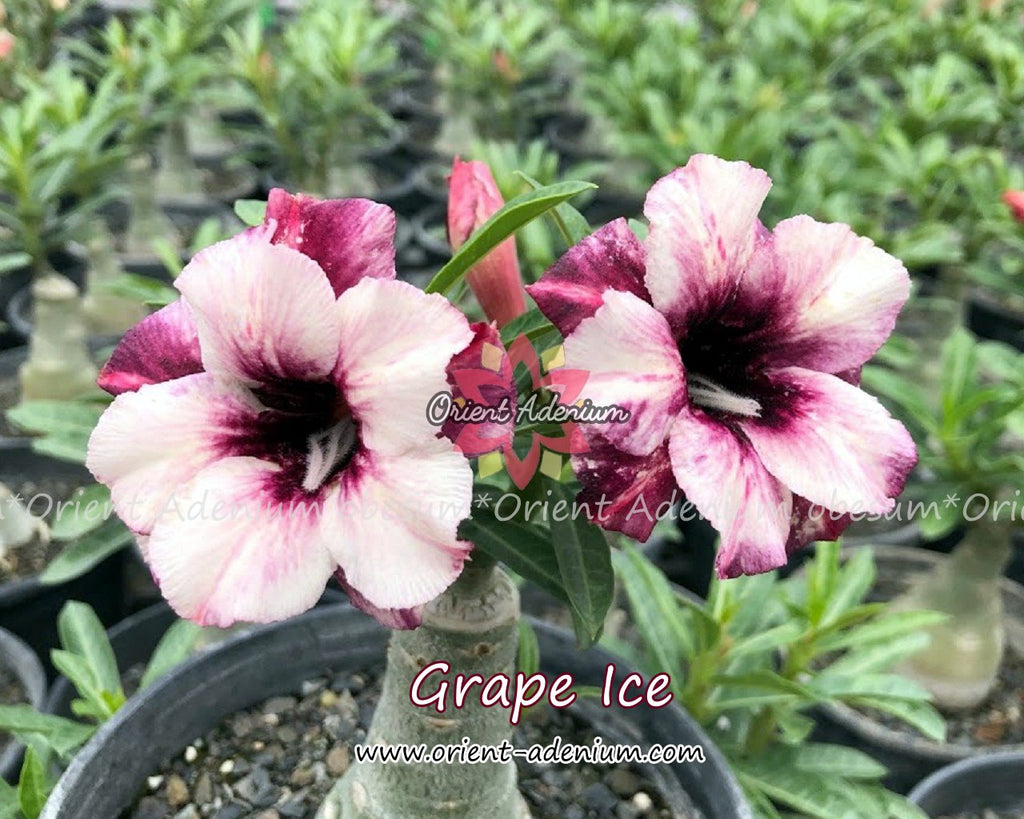 Adenium obesum Grape Ice Grafted plant