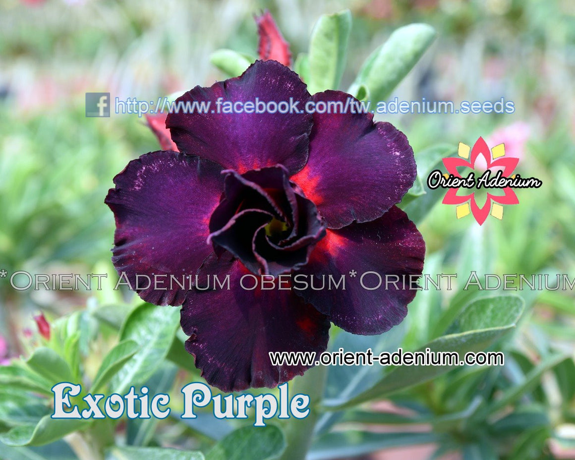 Adenium obesum Exotic Purple seeds