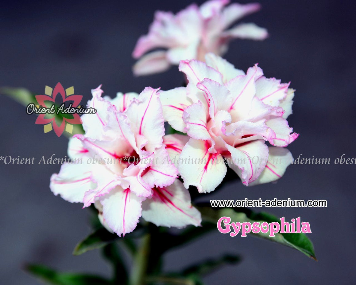 Adenium obesum Gypsophila Grafted plant