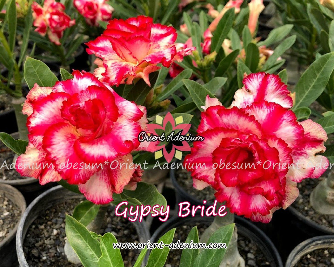 Adenium obesum Gypsy Bride Grafted plant