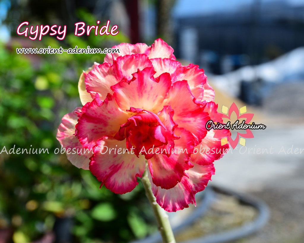 Adenium obesum Gypsy Bride Grafted plant