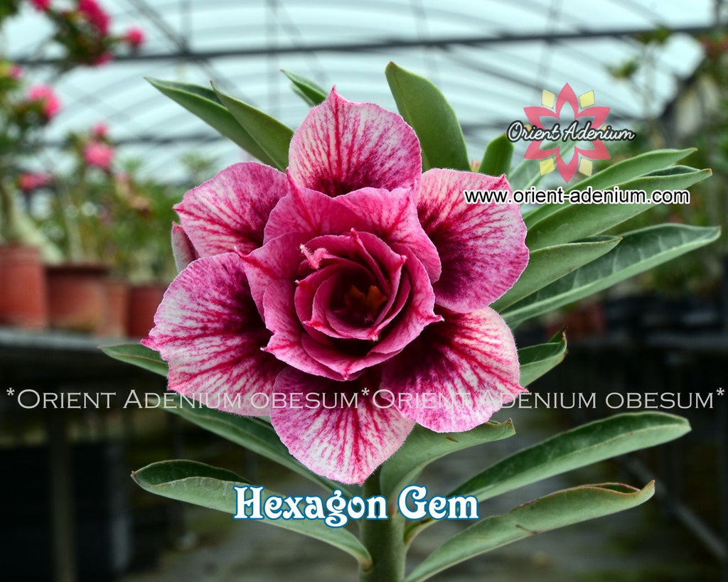 Adenium obesum Hexagon Gem Grafted plant