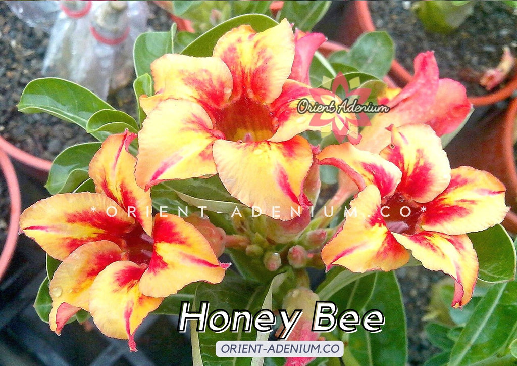 Adenium obesum Honey Bee seeds