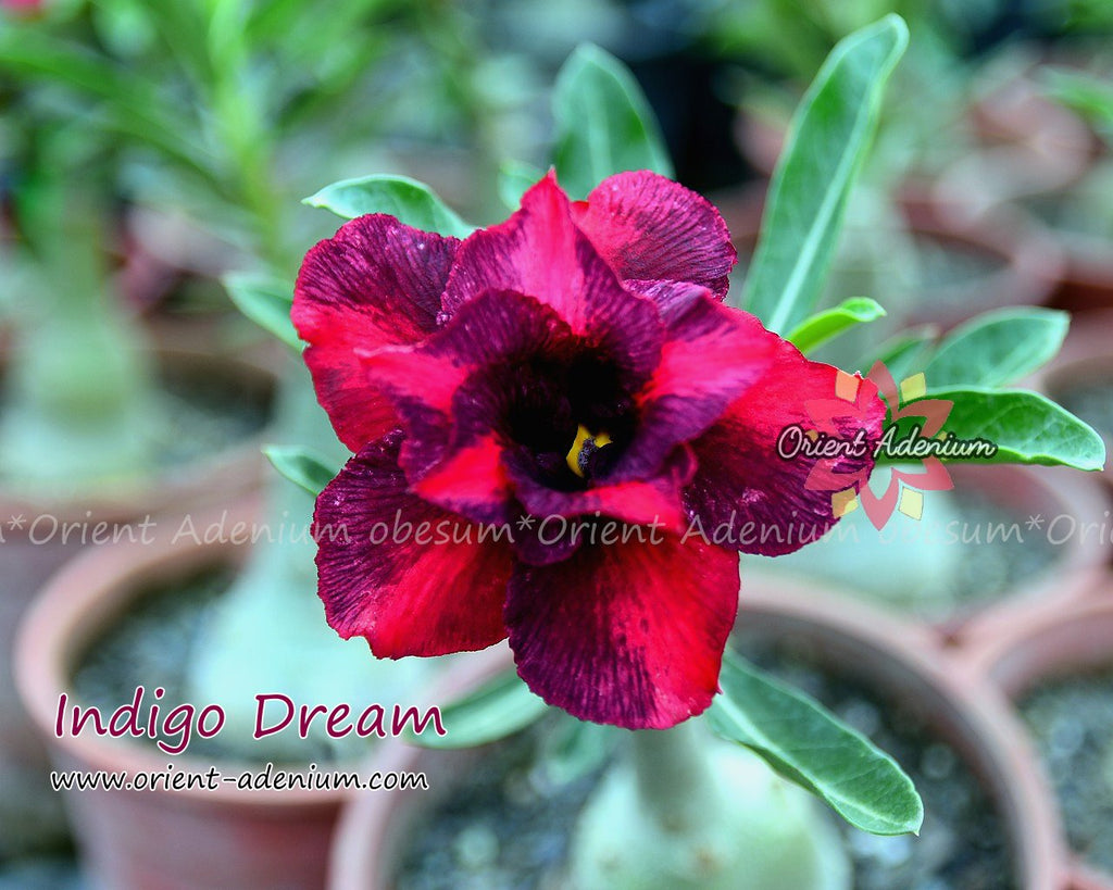 Adenium obesum Indigo Dream Grafted plant