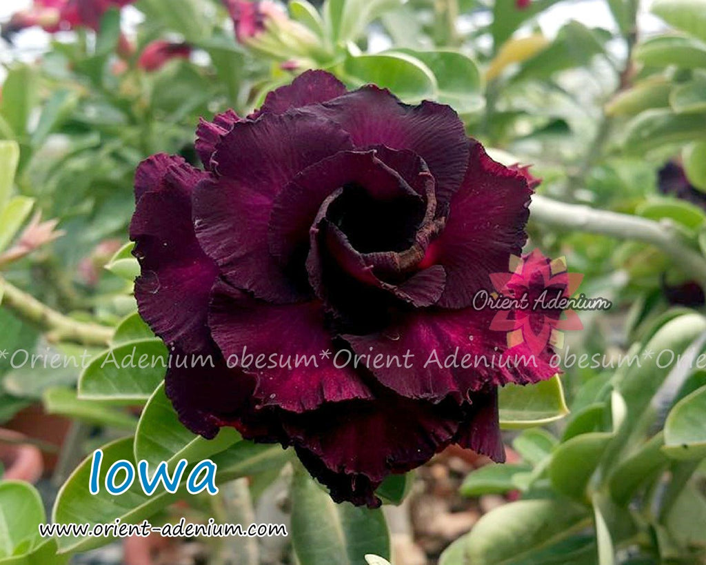 Adenium obesum Iowa Grafted plant